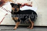 10.12.2013 ZAPOLICE SUKA 55816
